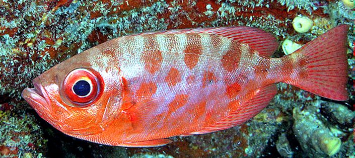 Heteropriacanthus cruentatus_06.jpg